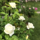 Отзыв про Роза Амнести Интернешнл от Татьяна