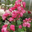 Отзыв про Роза Ангела (Анжела)