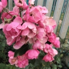 Отзыв про Роза Ангела (Анжела)