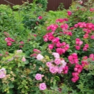 Отзыв про Роза Ангела (Анжела)