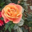 Отзыв про Роза Анна Промис