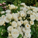 Отзыв про Роза Артемис