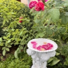 Отзыв про Роза Барон Жиро де Лен