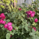 Отзыв про Роза Барон Жиро де Лен