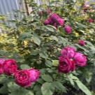 Отзыв про Роза Барон Жиро де Лен