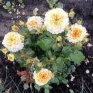 Отзыв про Роза Беатрис от Марина, Красноярский край