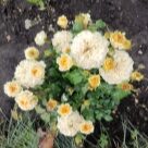 Отзыв про Роза Беатрис от Марина, Красноярский край