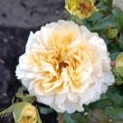 Отзыв про Роза Беатрис от Марина, Красноярский край