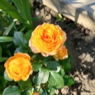 Отзыв про Роза Бэби Романтика от Ирина, Белгородская область