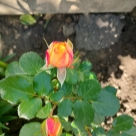 Отзыв про Роза Бэби Романтика от Ирина, Белгородская область