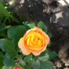 Отзыв про Роза Бэби Романтика от Ирина, Белгородская область