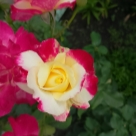 Отзыв про Роза Дабл Делайт