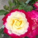 Отзыв про Роза Дабл Делайт