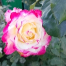 Отзыв про Роза Дабл Делайт