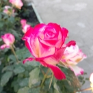 Отзыв про Роза Дабл Делайт