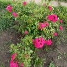 Отзыв про Роза Динки