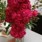 Отзыв про Роза Динки