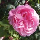 Отзыв про Роза Дитер Мюллер от Ольга, Казань