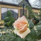 Отзыв про Роза Эльф