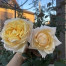 Отзыв про Роза Эльф