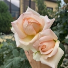 Отзыв про Роза Эльф