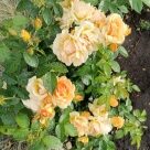 Отзыв про Роза Хансештадт Росток от Марина, Красноярский край