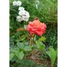 Отзыв про Роза Келли от Ленинградская область