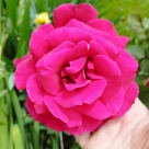 Отзыв про Роза Малиновый звон (Виен Роуз) от Екатерина, Краснодарский край