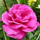 Отзыв про Роза Малиновый звон (Виен Роуз) от Екатерина, Краснодарский край