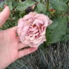 Отзыв про Роза Мокароза