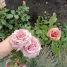 Отзыв про Роза Мокароза