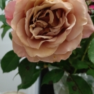 Отзыв про Роза Мокароза