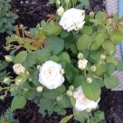 Отзыв про Роза Принцесса Миюки