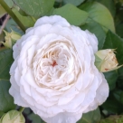 Отзыв про Роза Принцесса Миюки