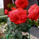 Отзыв про Роза Салита от Ирина, Петербург