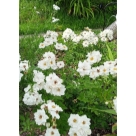 Отзыв про Роза Сноу Балет