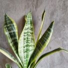 Отзыв про Сансевиерия Футура Суперба от Алёна, Новосибирск