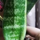 Отзыв про Сансевиерия Футура Суперба от Алёна, Новосибирск