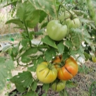 Отзыв про Томат Алтайский сахарный от Александр, Краснодарский край