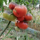 Отзыв про Томат Лазурный гигант от Александр, Краснодарский край