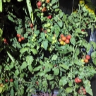 Отзыв про Томат Сладкая встреча от Алевтина