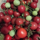 Отзыв про Томат Сладкая встреча от Алевтина