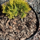 Отзыв про Туя Харвест Мун от Светлана, Самарская область