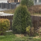 Отзыв про Туя Веймар от Любовь. Свердловская обл.