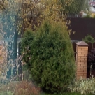 Отзыв про Туя Веймар от Любовь. Свердловская обл.