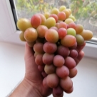 Отзыв про Виноград Ливия от Александр, Краснодарский край