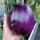 Отзыв про Баклажан Трюфель от Ольга. Город Пермь.