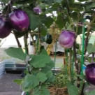 Отзыв про Баклажан Трюфель от Ольга. Город Пермь.