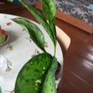 Отзыв про Диффенбахия Шкура Дракона от Ирина, Татарстан