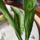 Отзыв про Диффенбахия Шкура Дракона от Ирина, Татарстан